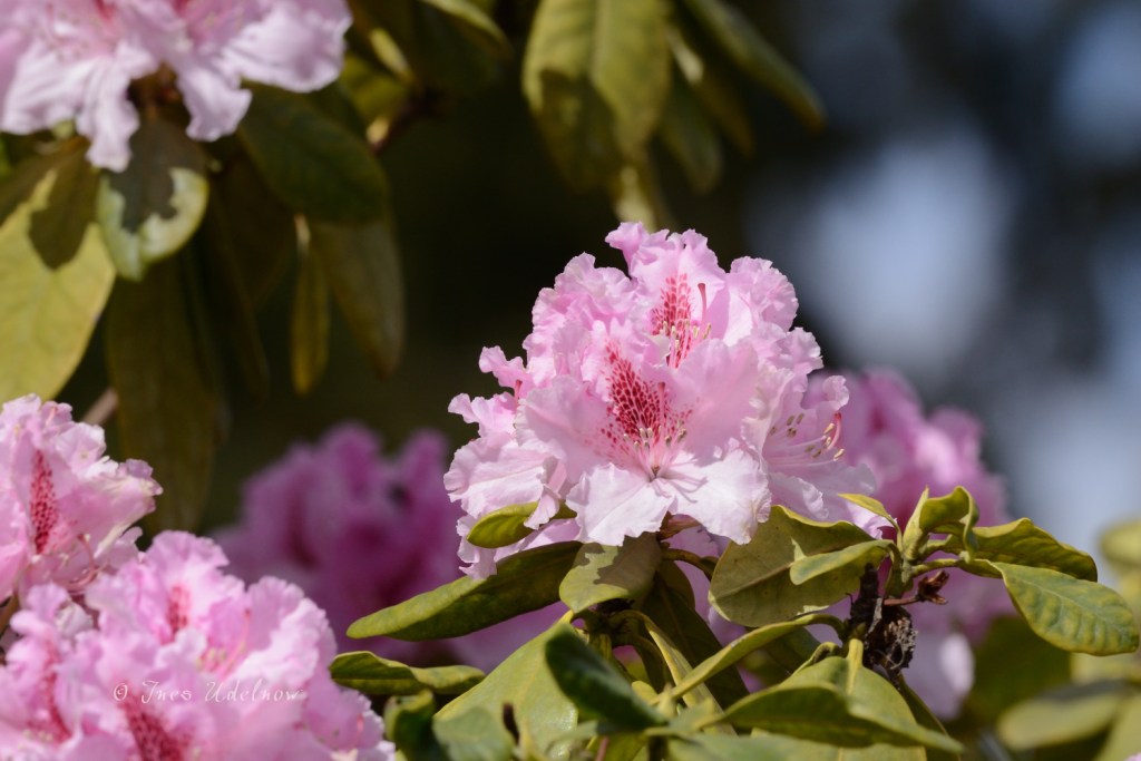 Mai ist Rhododendrenzeit