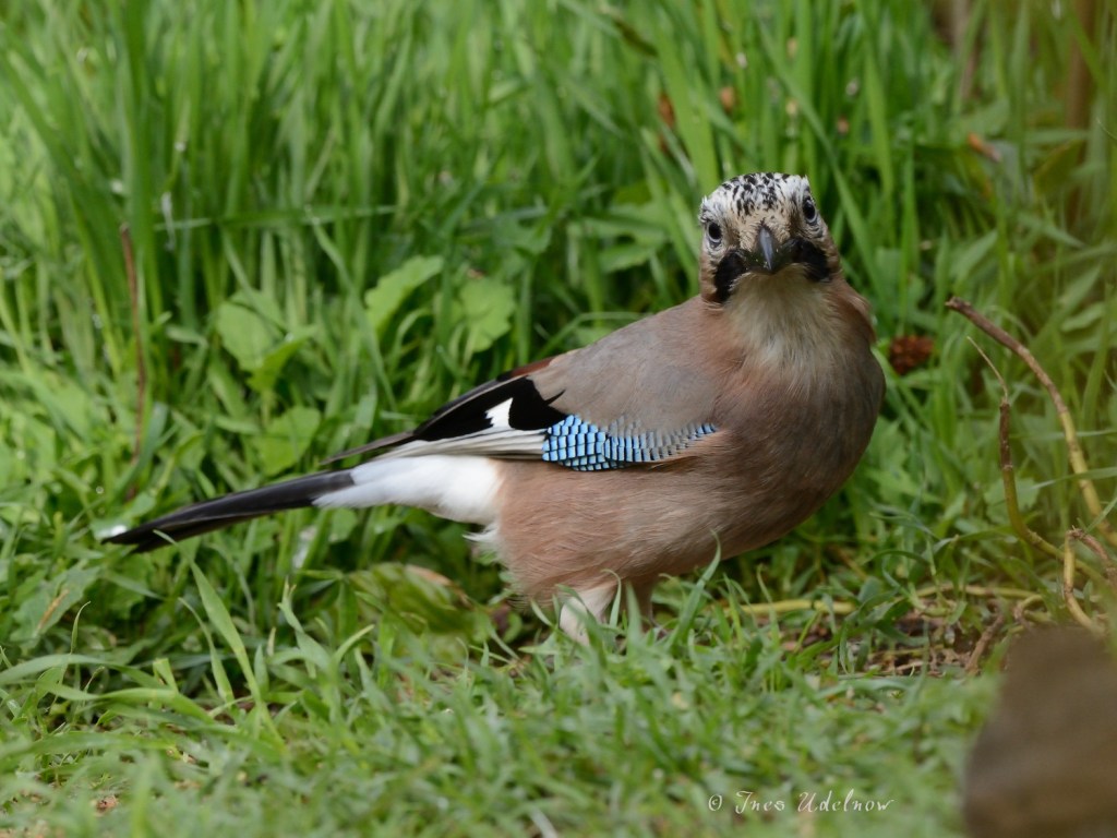 Eichelhäher ganz nah