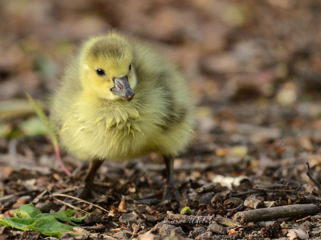 Die Entdeckung der&nbsp;Welt