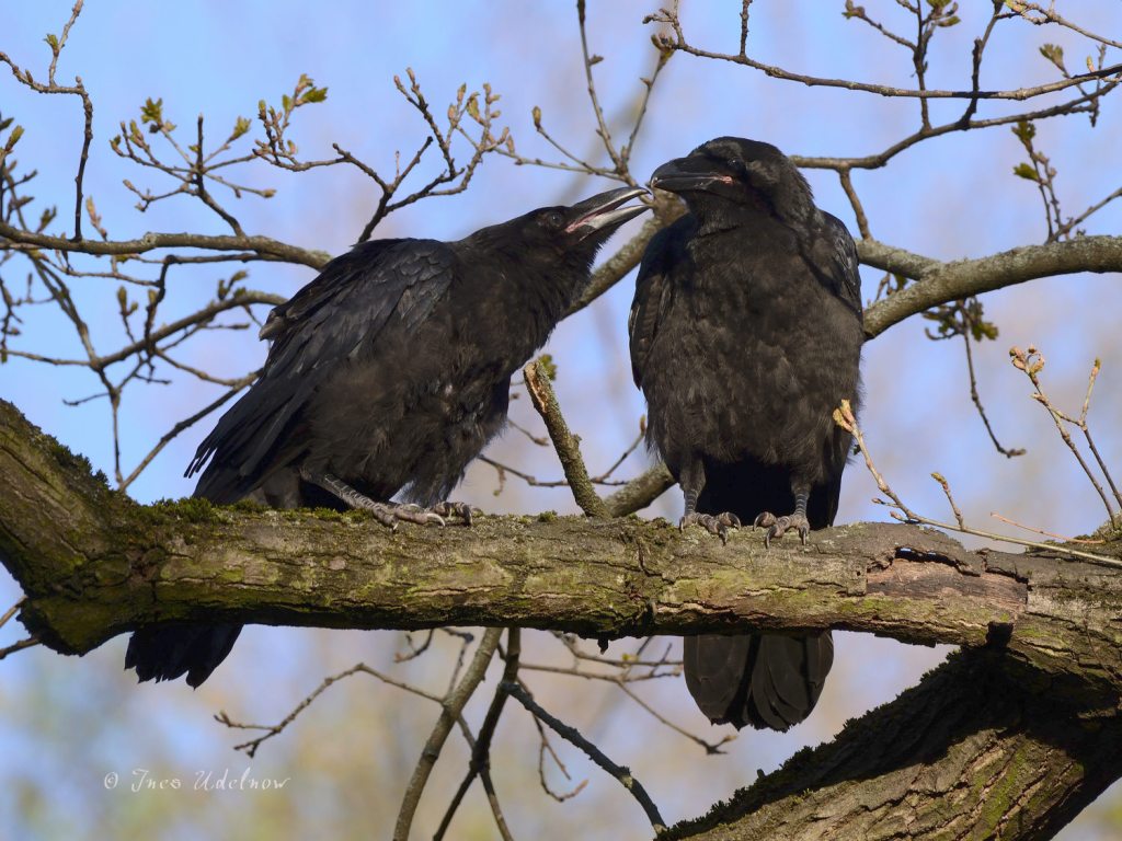 Geschwister. Zwei junge&nbsp;Kolkraben