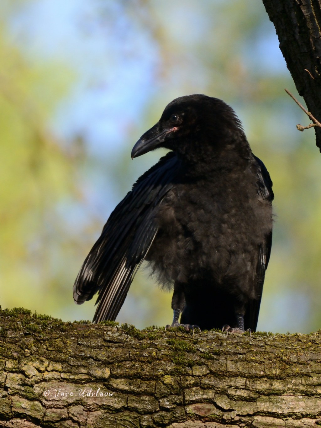 Junger Kolkrabe. Flauschig