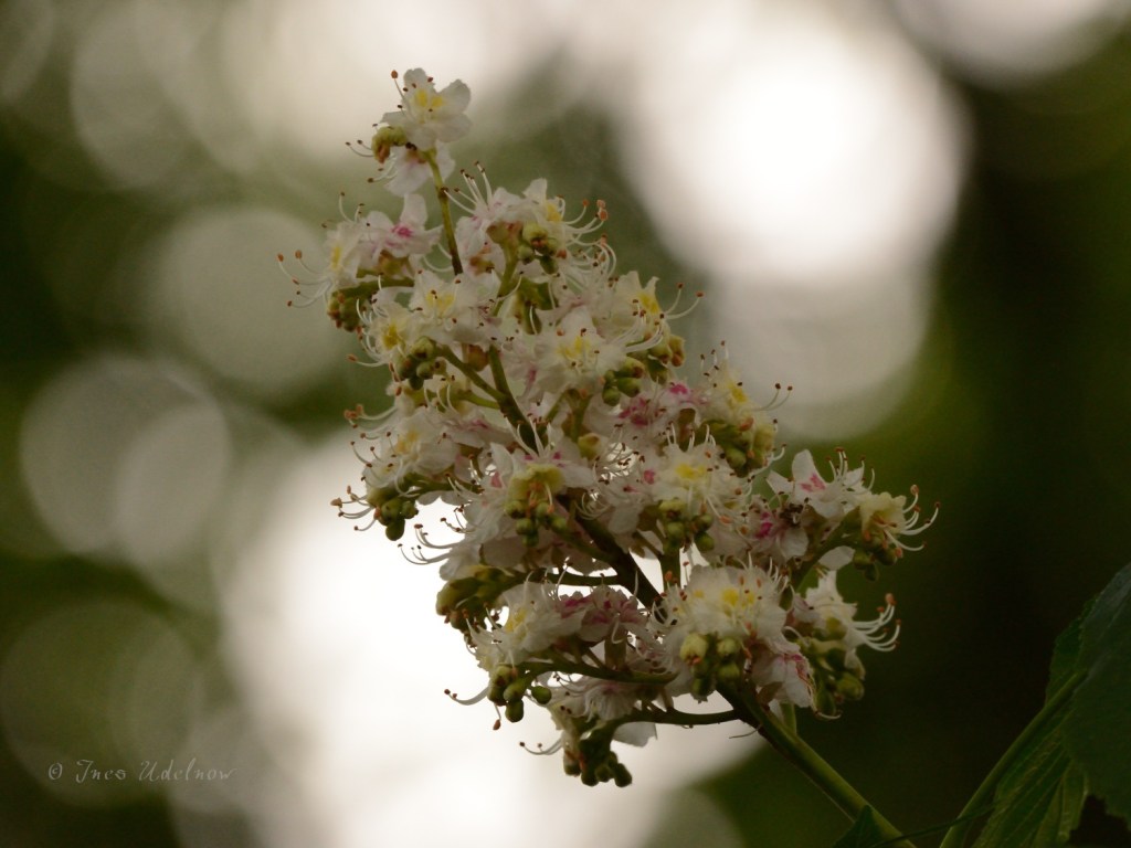 Die Kerzen sind entzündet