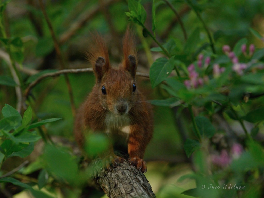 Eichhörnchen am Meisenknödel