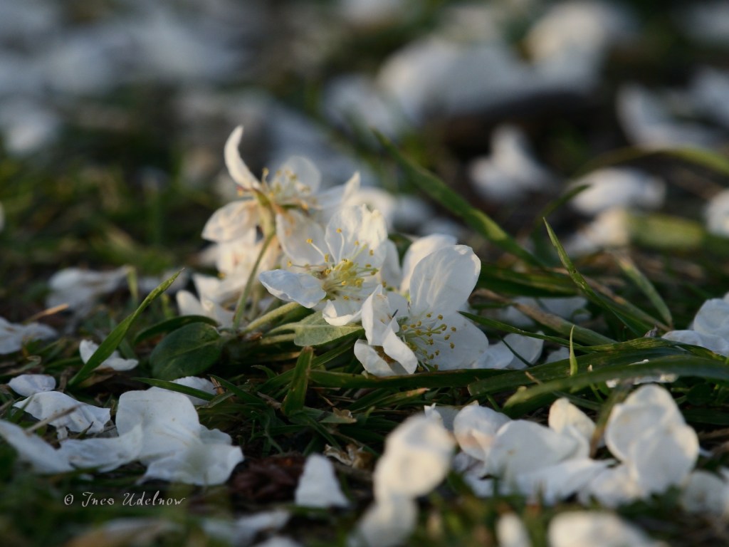 Blütenzauber, verspätet