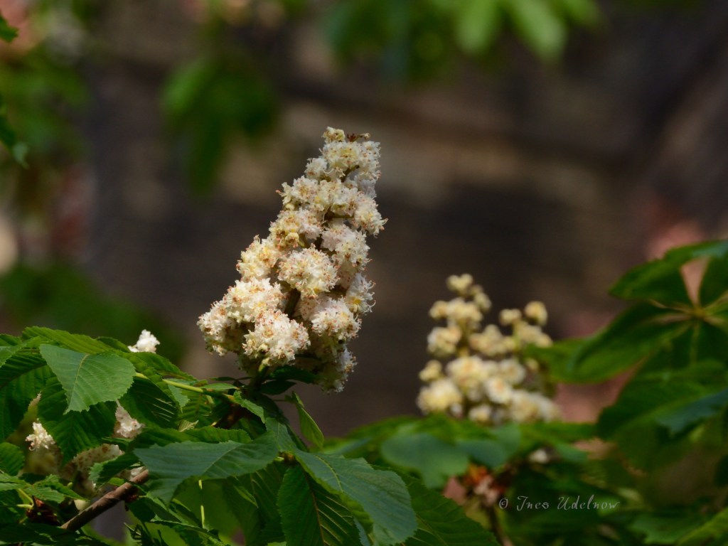 Zionskirche. Zu Füßen der Turmfalken