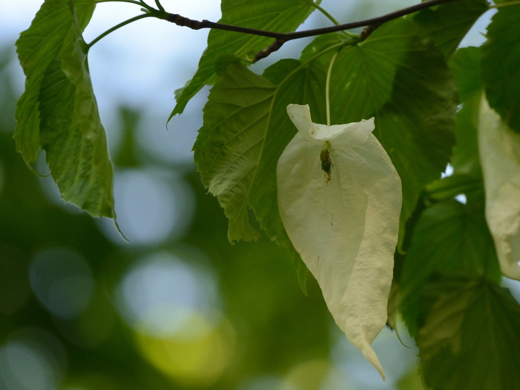 Taschentuch gefällig?