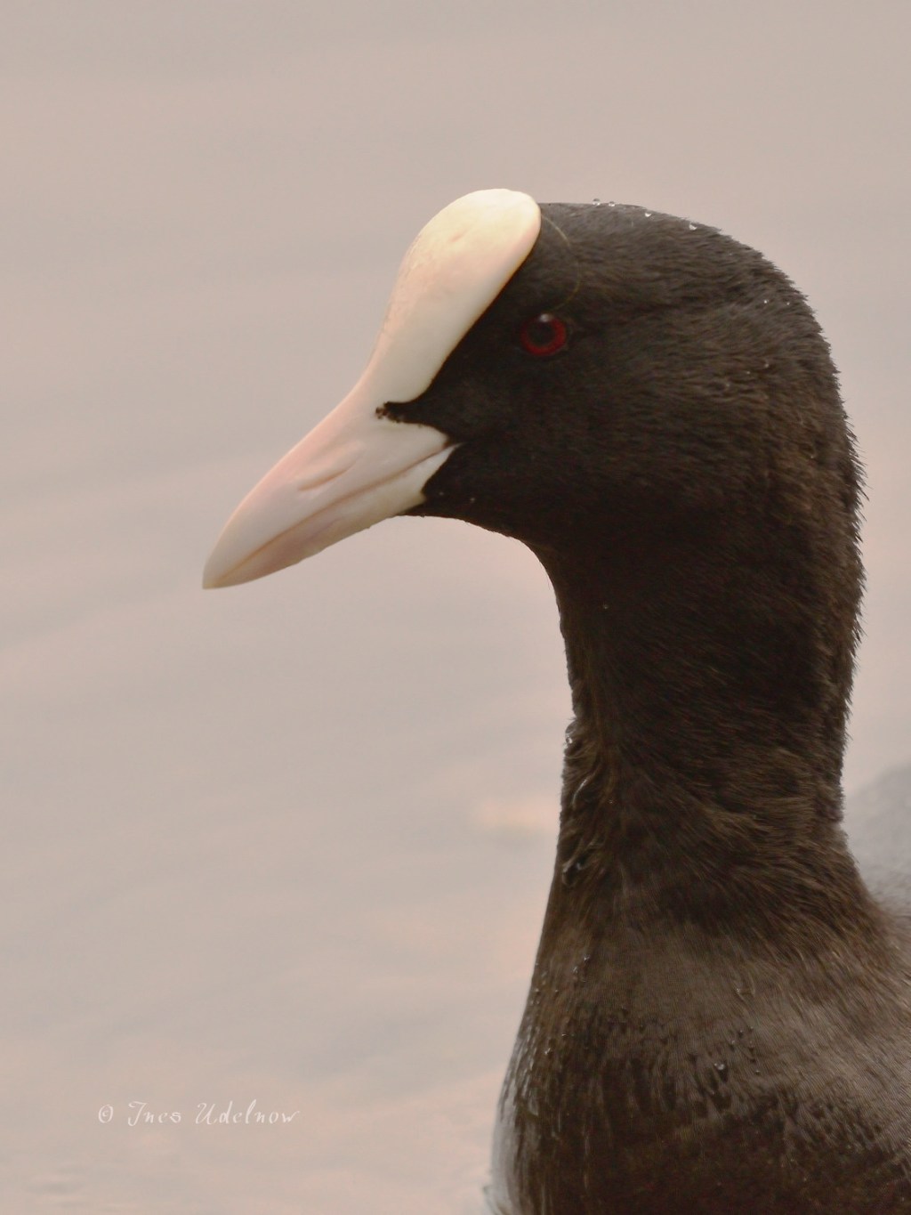 Blässralle. Portraitansicht