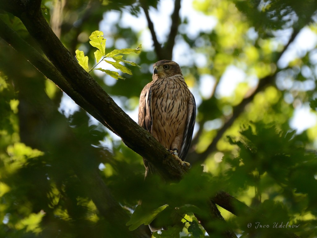 Junger Habicht