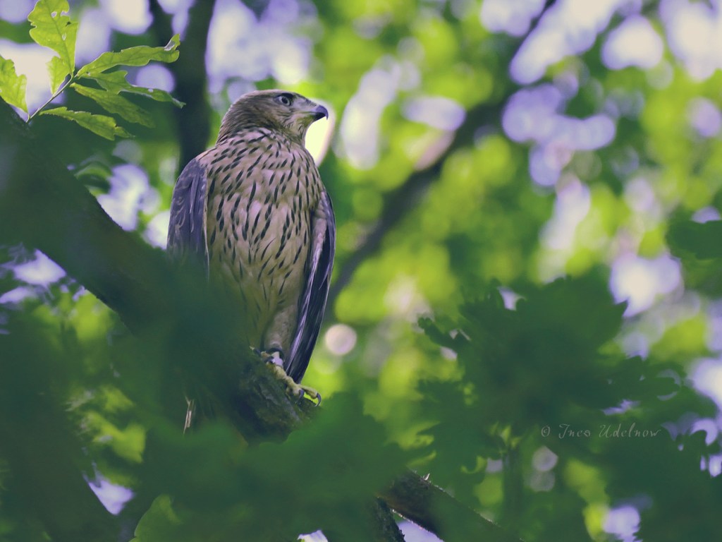 Die Habichte im&nbsp;Juni