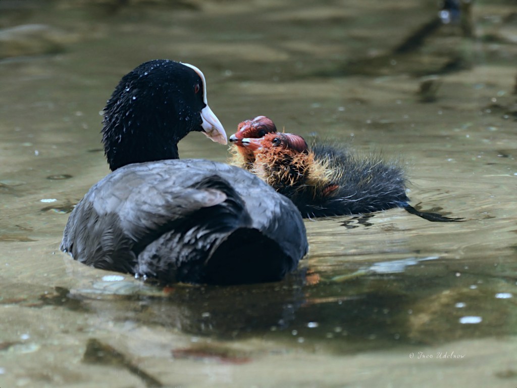 We are family.&nbsp;Blässhühner