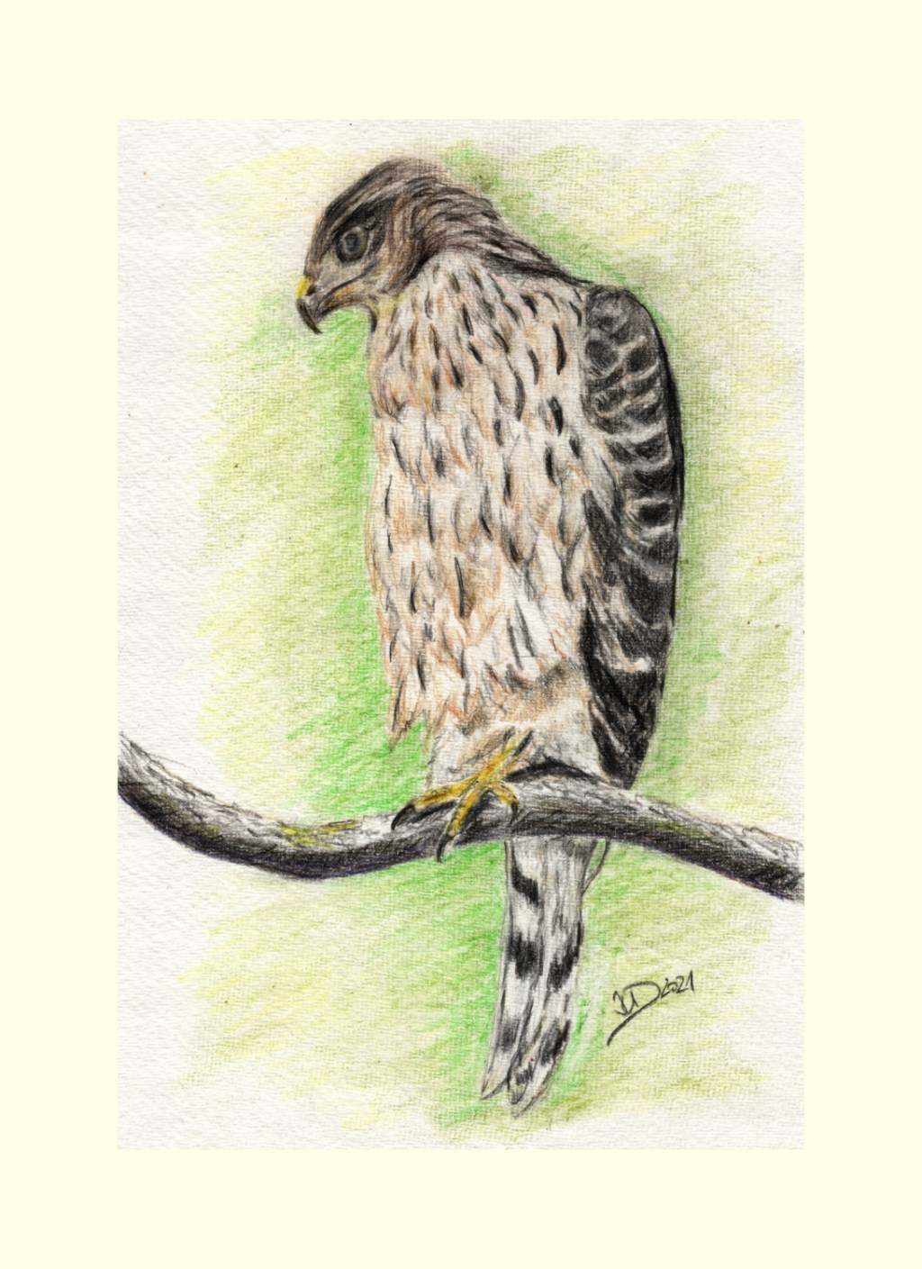 Zeichnung. Junger Habicht