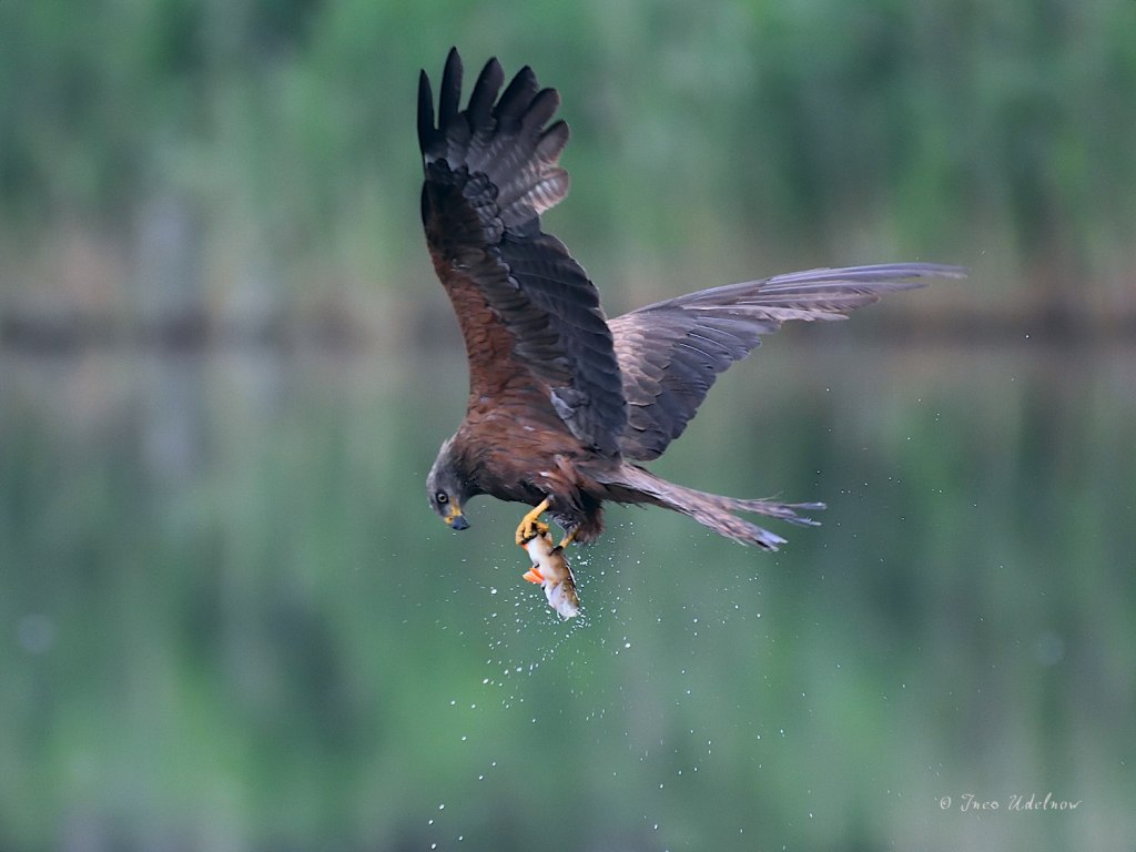 1777. Fishing for compliments.&nbsp;Schwarzmilan