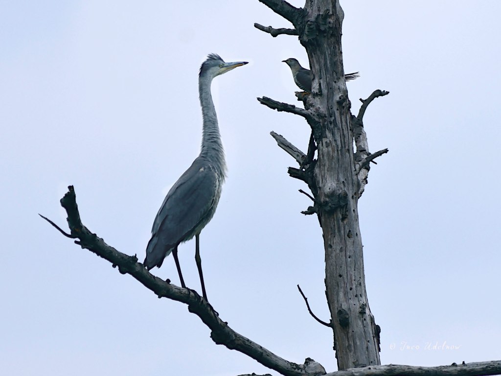 Der Kuckuck und der&nbsp;Reiher
