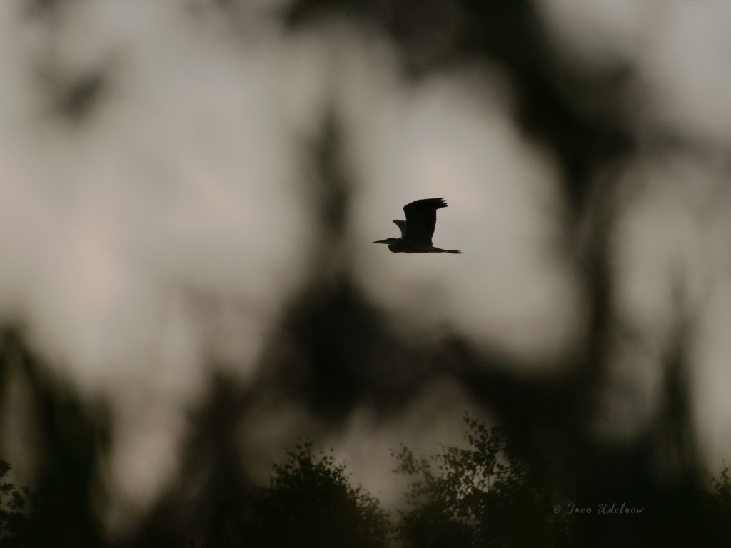Graureiher. Am abendlichen&nbsp;Himmel