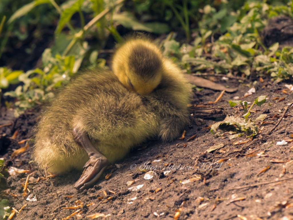 Wünsche gut zu&nbsp;ruhen
