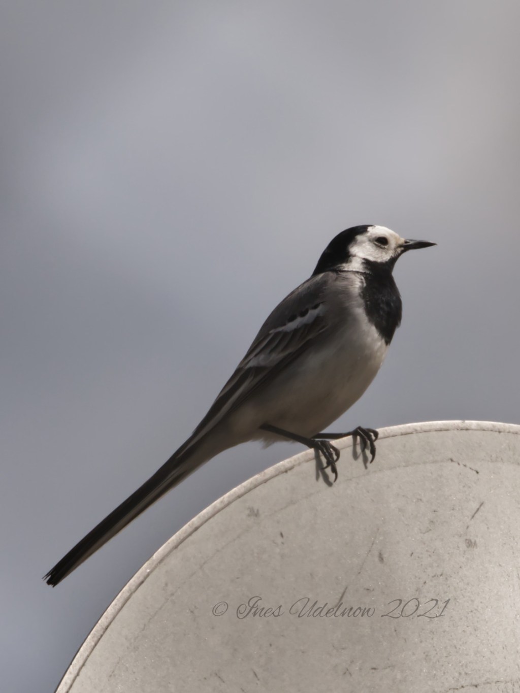 Eine Bachstelze in&nbsp;Tegel