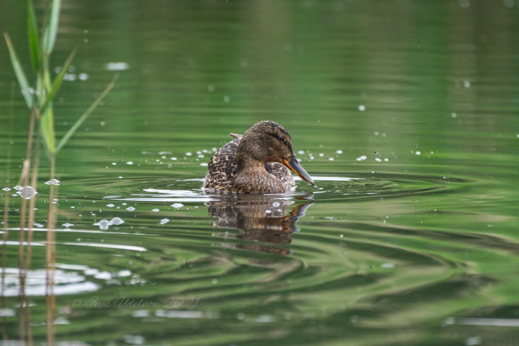 Das Entenmütterchen