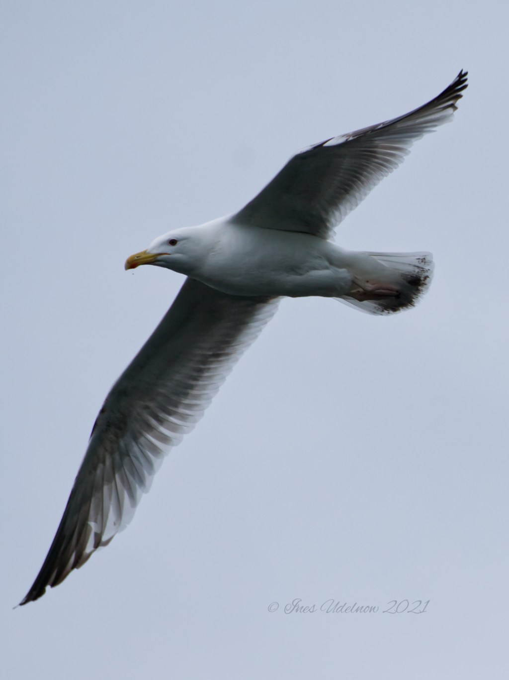 Solo für die&nbsp;Silbermöwe