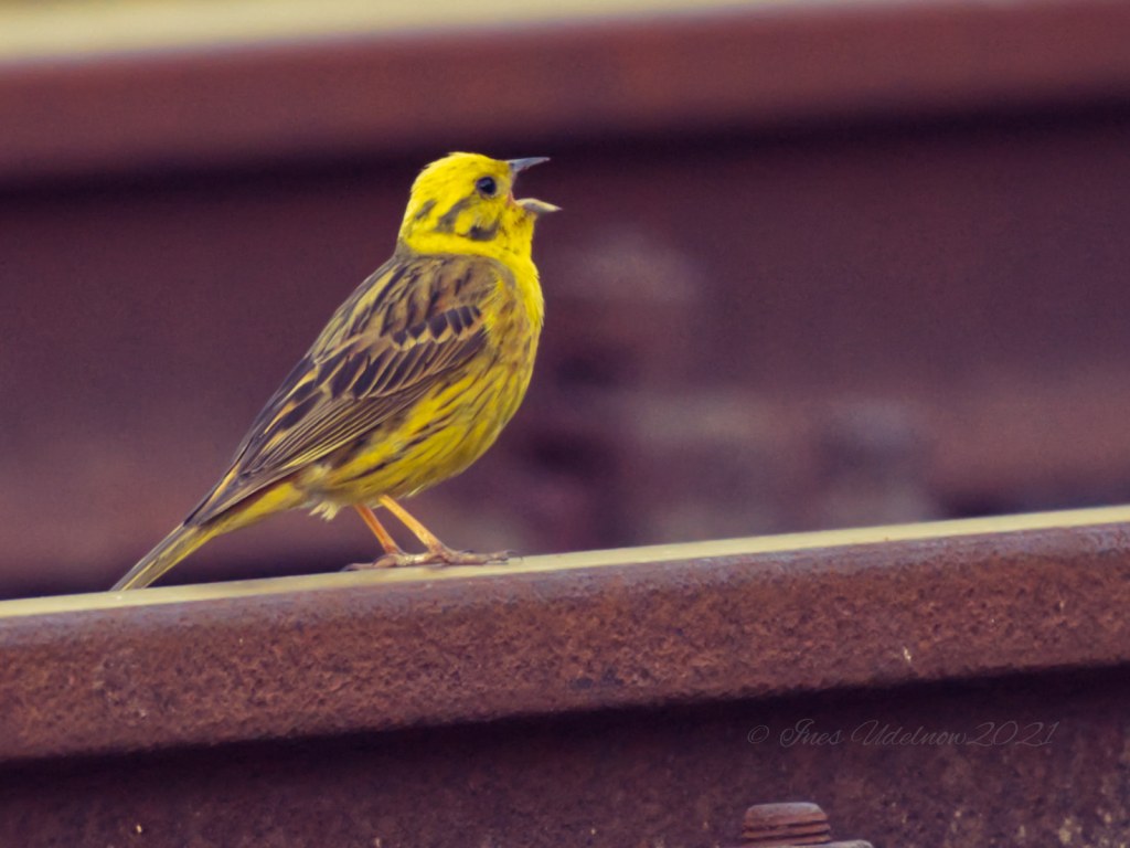 Heidekrautbahnsänger