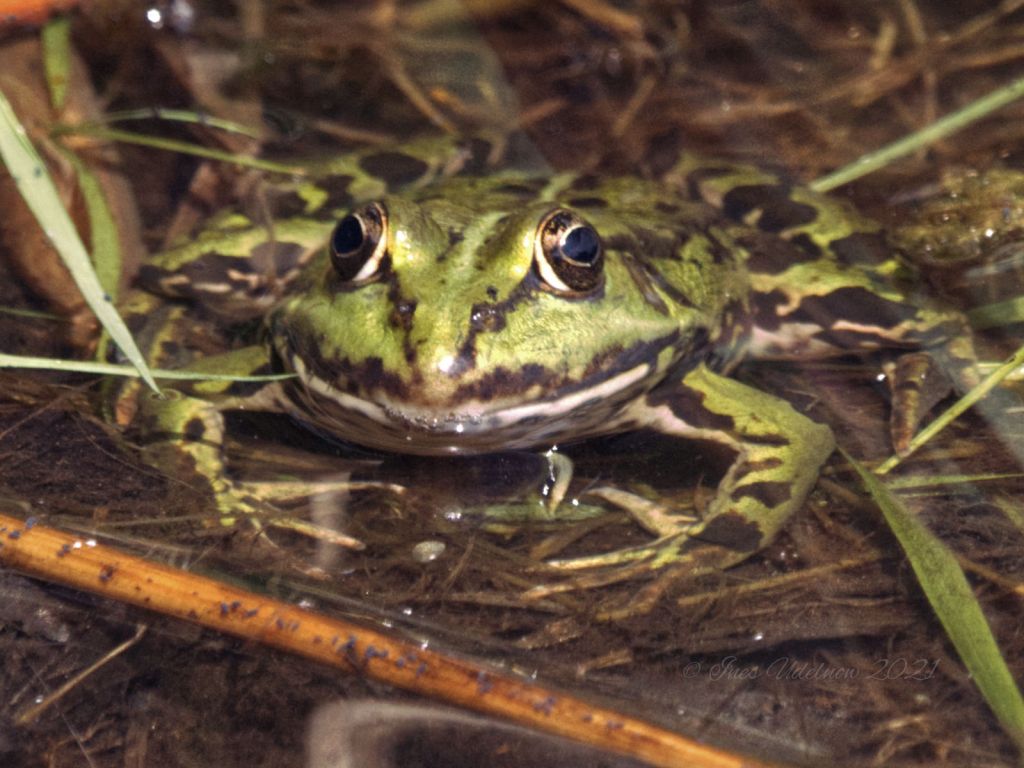 (K)ein Märchenprinz