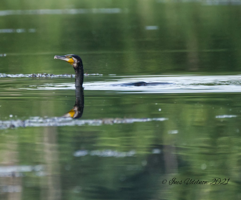 Hier also bin&nbsp;ich