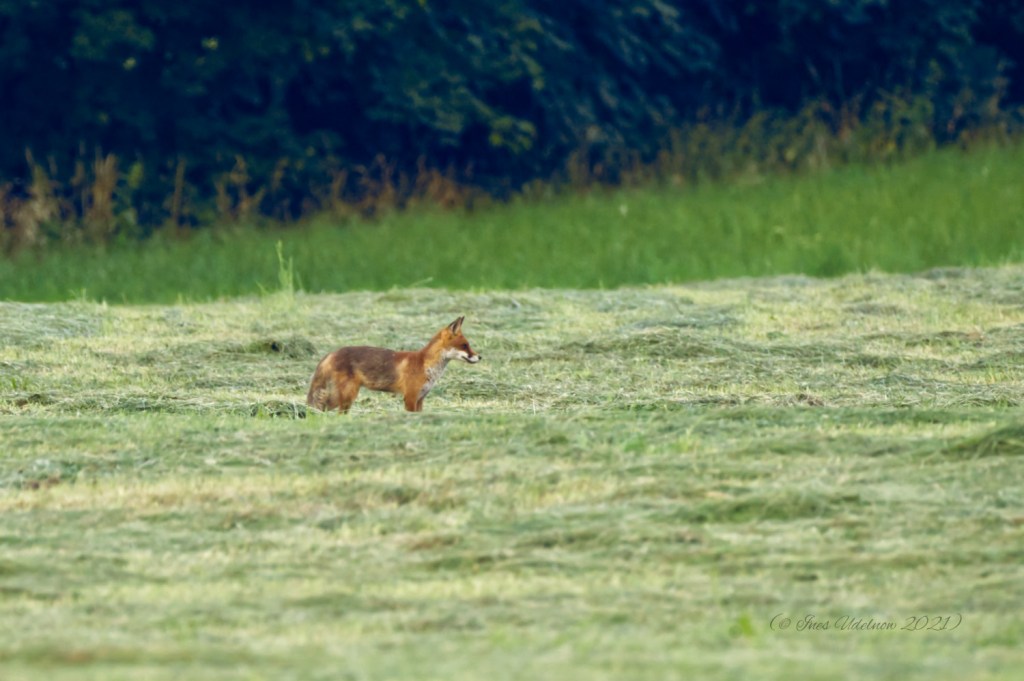 Vulpes vulpes auf dem&nbsp;Felde