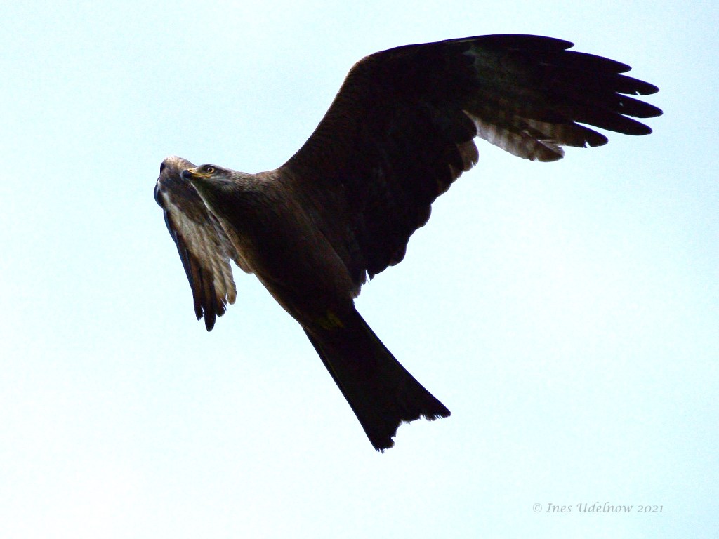 Schwarzmilan. Milvus Migrans