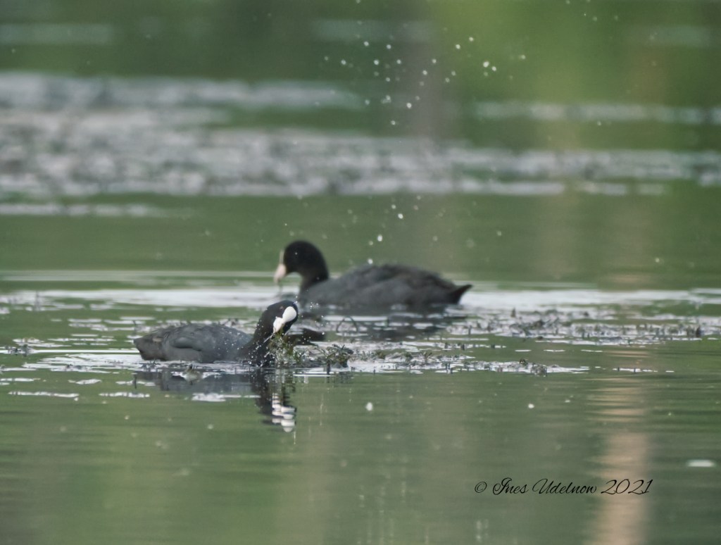 Blässhuhnpaar beim Abendmahl