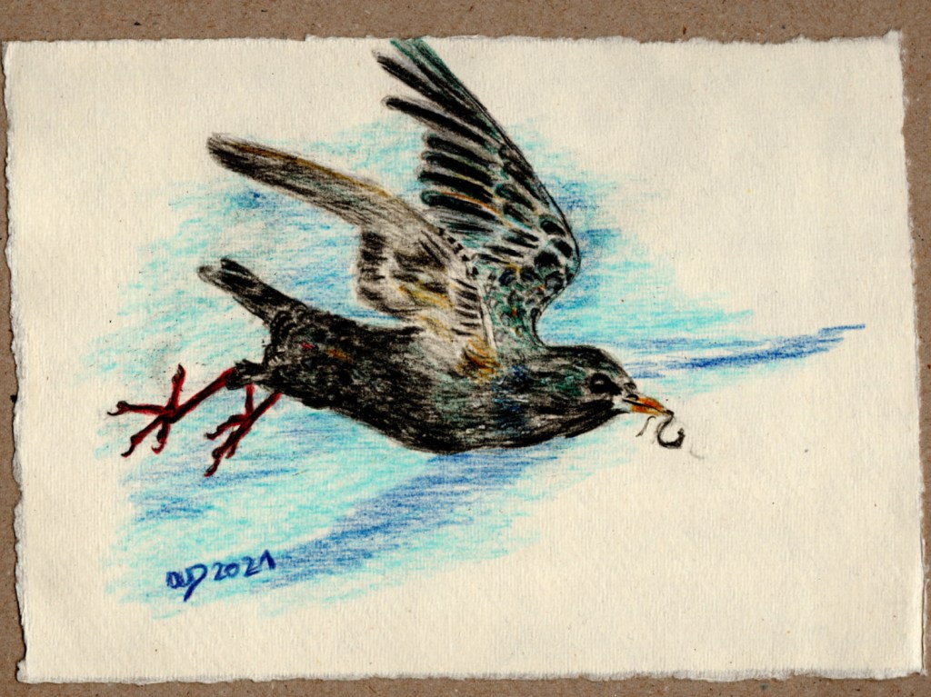 Buntstiftzeichnung. Star im Flug