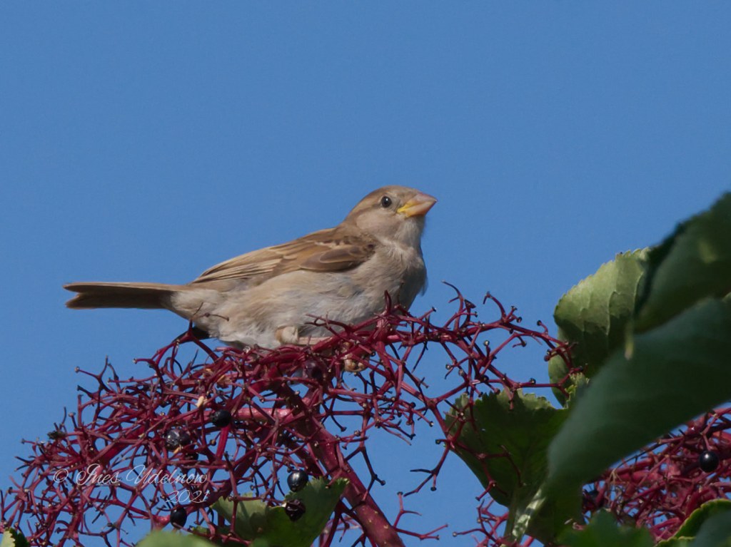 Holunderliebe. Sperling im&nbsp;Glück