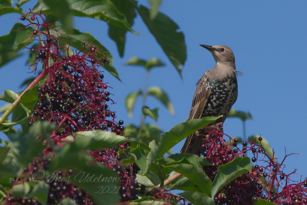 Holunderliebe. Jungstar