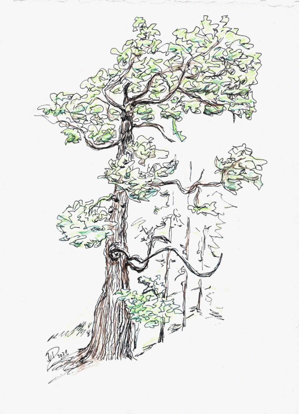 Zeichnung. Alte Eiche