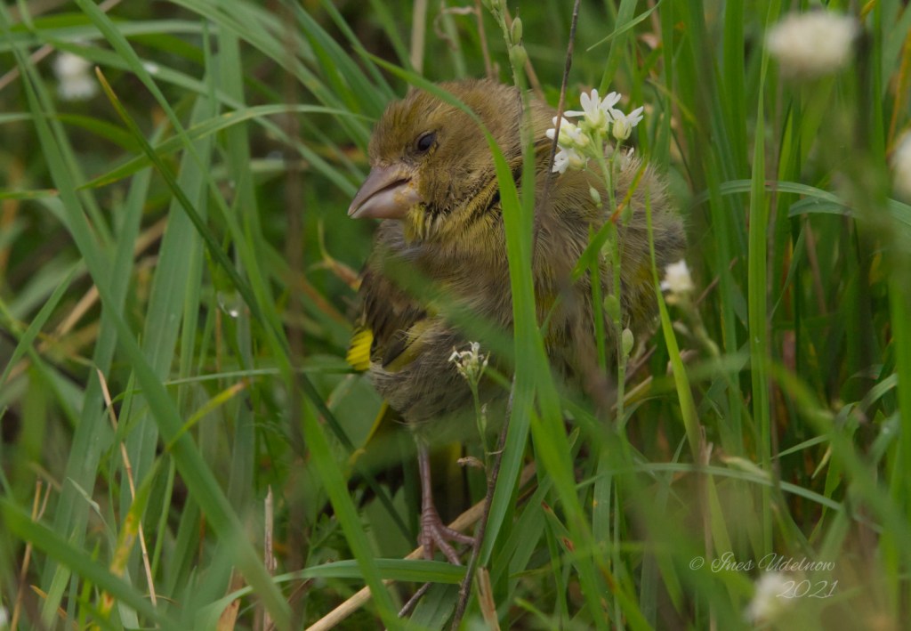 Spandauer Jungstieglitz am Hahneberg
