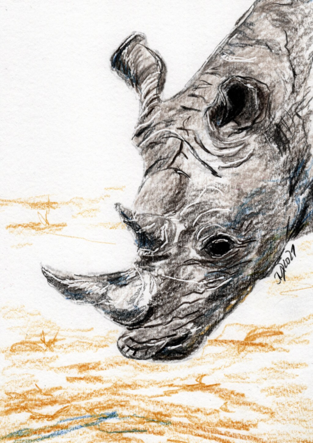 Inktober/aninktober2021, Tag 3. Buntstiftzeichnung Nashorn