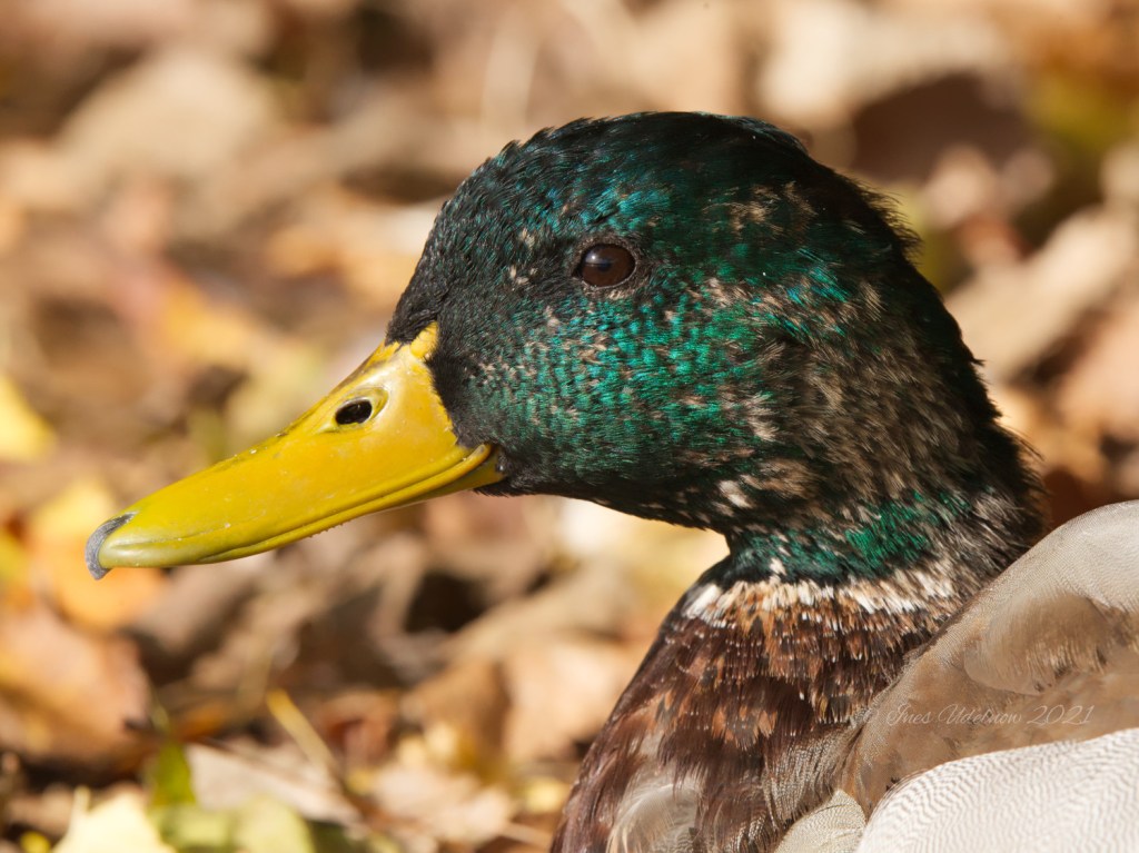 Ansichten eines Erpels