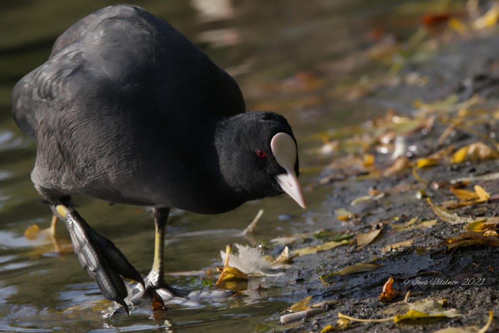 Herbstspaziergang am Weißen See