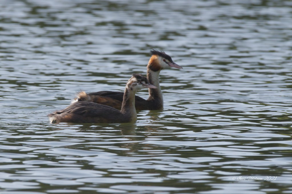 Wenn der Vater mit dem Sohne