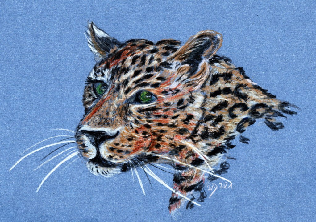 Inktober/aninktober2021, Tag 15. Buntstiftzeichnung Leopard