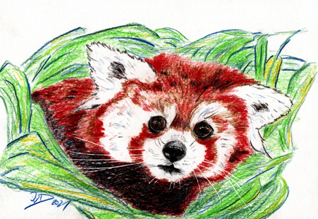 Inktober/aninktober2021, Tag 23. Buntstiftzeichnung Panda
