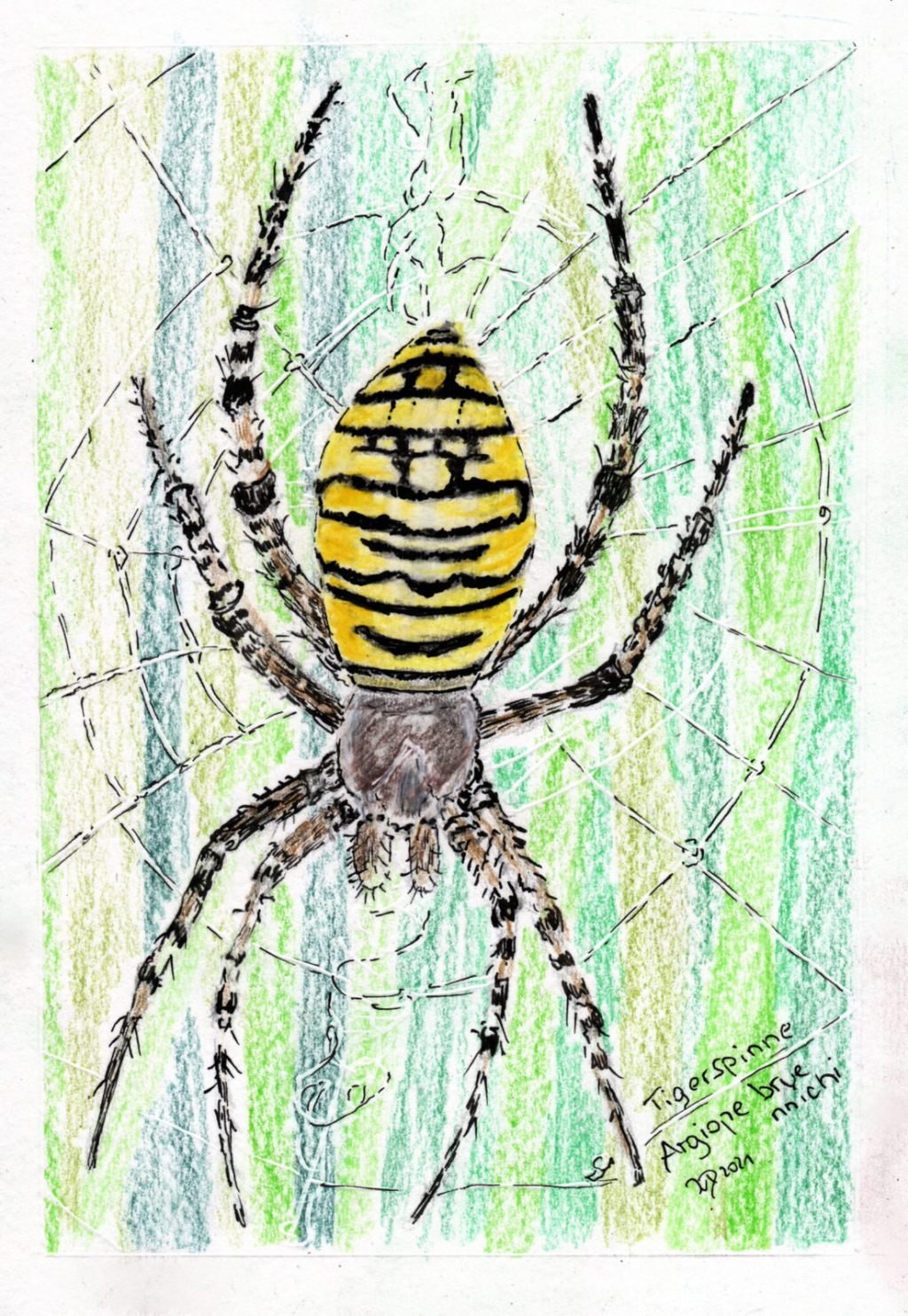 Inktober/aninktober2021, Tag 29. Buntstiftzeichnung Spinne