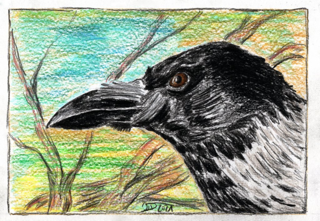 Inktober/aninktober2021, Tag 30. Buntstiftzeichnung Krähe