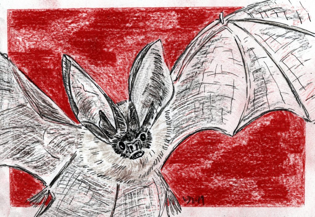 Inktober/aninktober2021, Tag 31. Buntstiftzeichnung Fledermaus