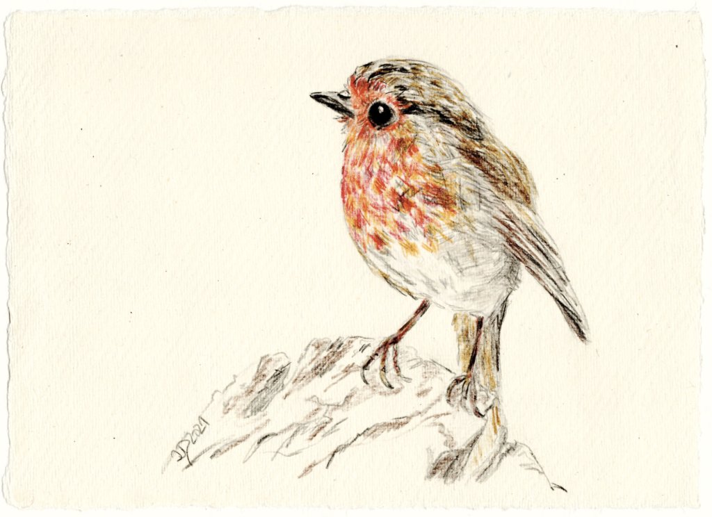 Buntstiftzeichnung. Rotkehlchen