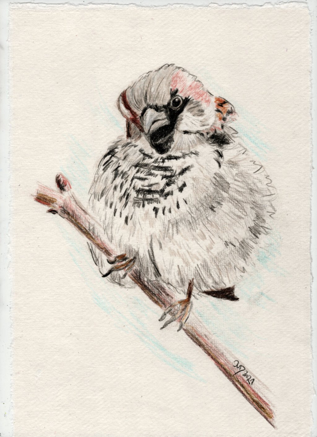 Buntstiftzeichnung. Haussperling