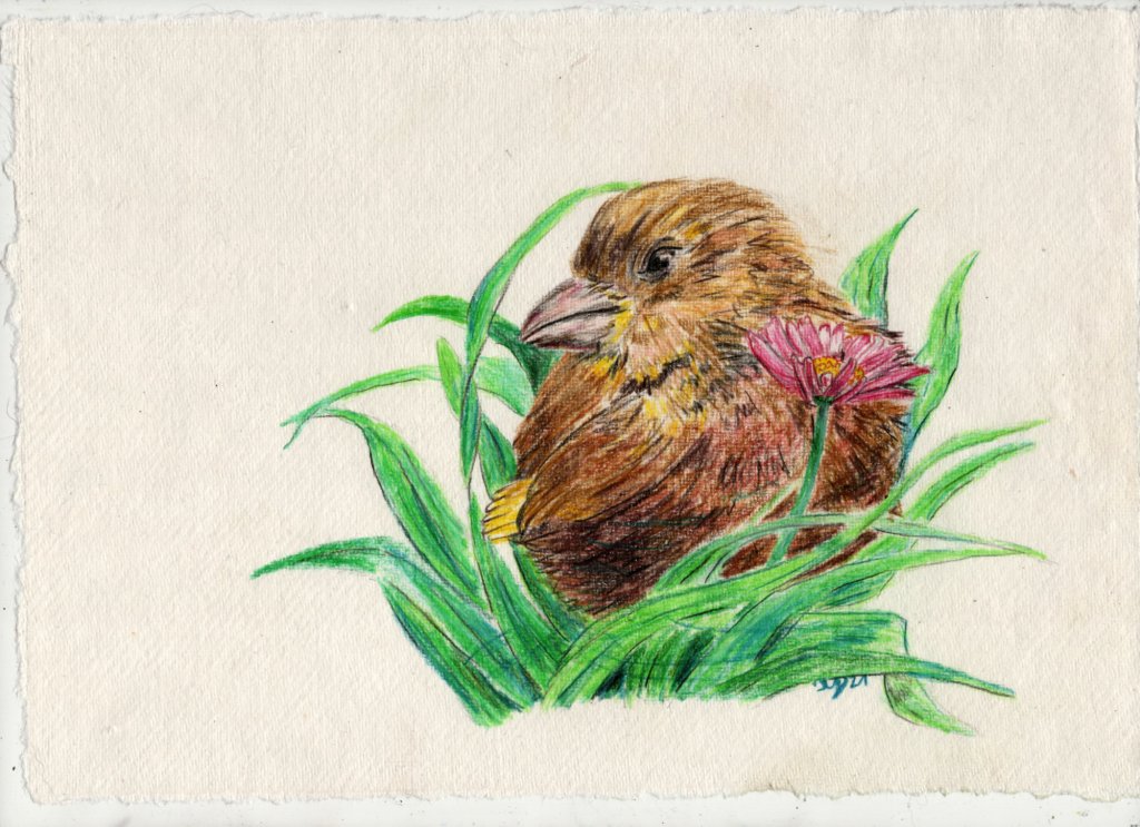 Buntstiftzeichnung. Junger Stieglitz auf der&nbsp;Wiese