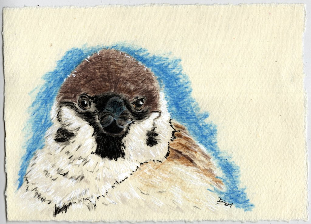 Buntstiftzeichnung. Feldsperling