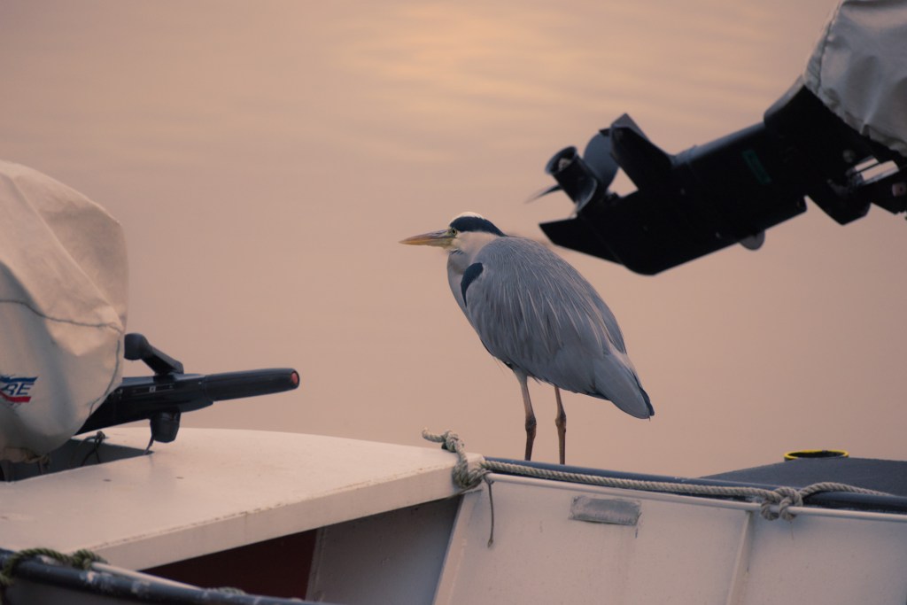 Natur und Technik. Graureiher in&nbsp;Brandenburg