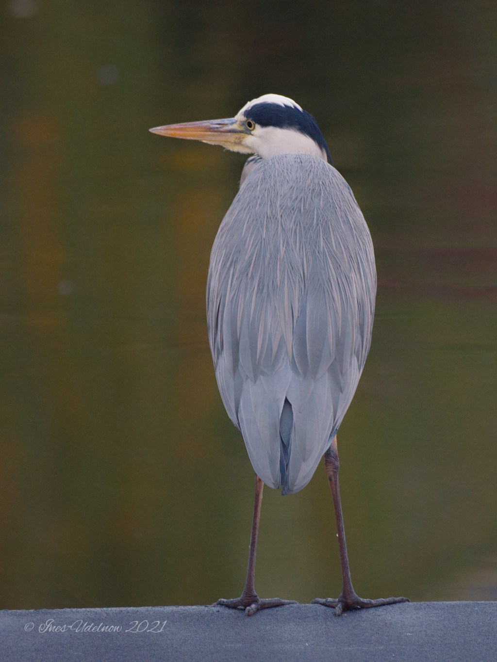 Ein schöner Rücken