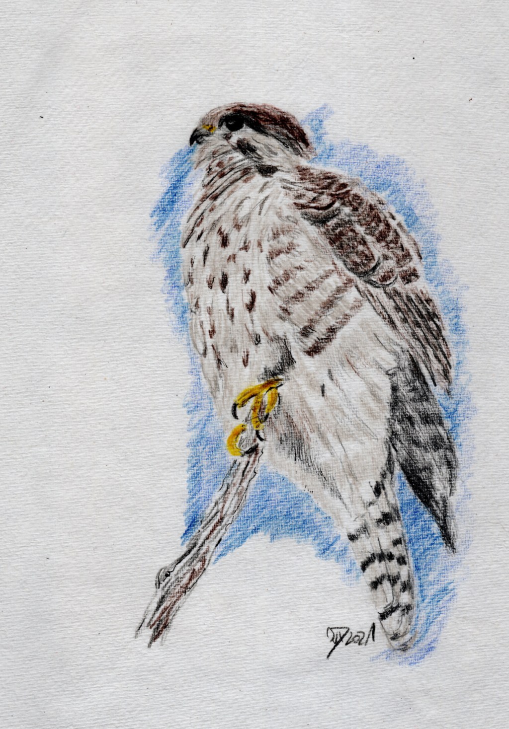 Zeichnung. Junger Turmfalke