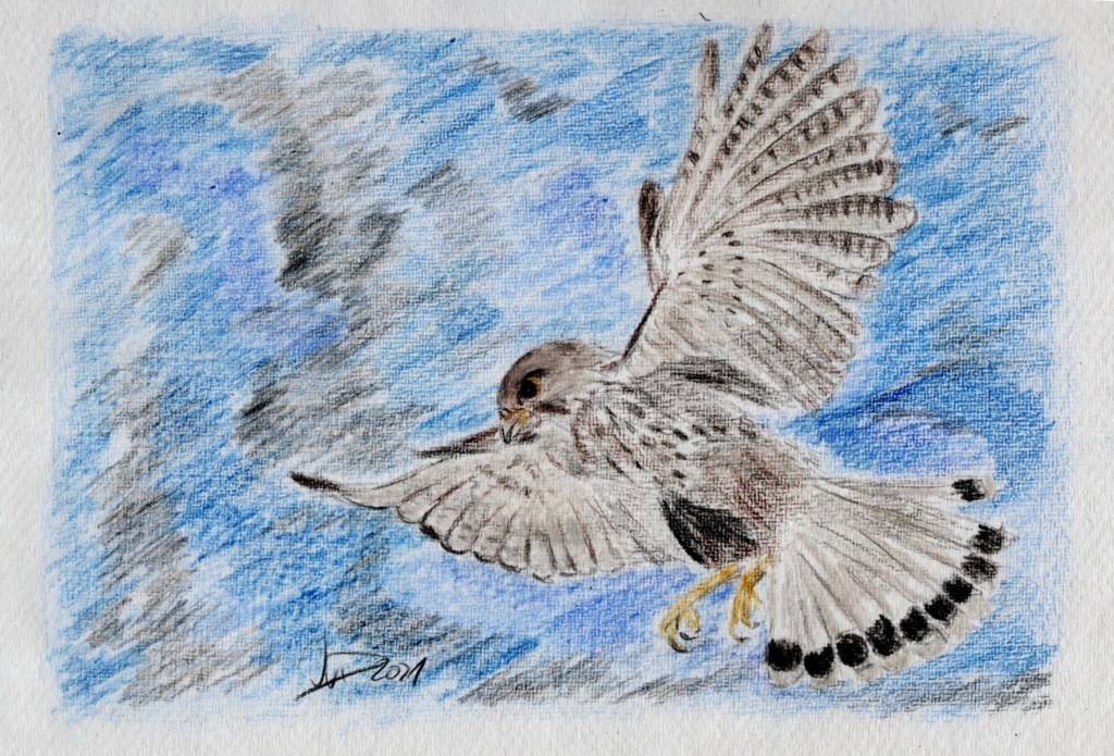Zeichnung. Turmfalke. Männchen